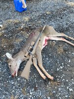 IMG_3117.jpeg