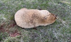IMG_2748.jpeg
