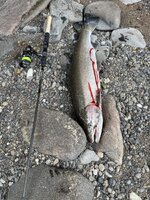 IMG_2638.jpeg