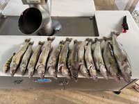 IMG_9684.jpeg