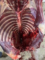 IMG_1498.jpeg