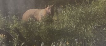IMG_1203.jpeg
