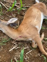 IMG_3821.jpeg