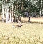 IMG_0779.jpeg