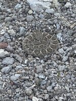 IMG_1385.jpeg