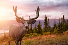 Oregon Mule Deer.jpg