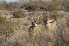 3-IMG_473120.JPG