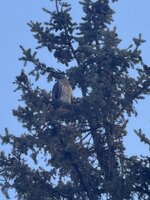 IMG_7224.jpeg