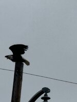 IMG_5652.jpeg