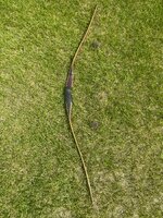 IMG_9155.jpeg