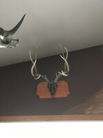 IMG_0009.jpeg