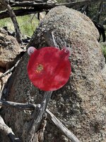 IMG_1601.jpeg