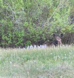 IMG_4207.jpeg