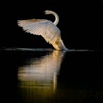 lowkey_swan.jpg