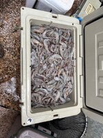 IMG_6749.jpeg
