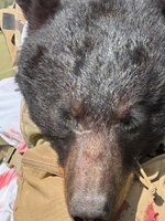 bear.jpg