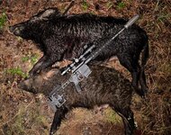 Nomad Ti pigs.jpg