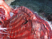 IMG_7927.jpeg