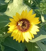 20250617_080344.jpg