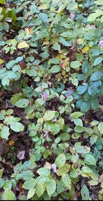 IMG_3542.jpeg
