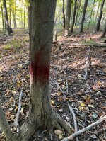 IMG_3547.jpeg