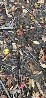 IMG_3549.jpeg