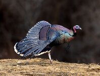 IMG_9038.jpeg