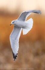 IMG_9040.jpeg