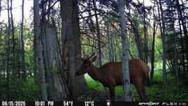 Bull Elk June 15, 2025.jpg