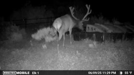 elk on camera.JPG