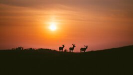 IMG_8476.jpeg
