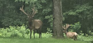 Elk.jpg