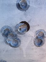IMG_8558.jpeg