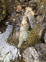 IMG_1711.jpeg