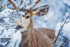 123rf buck in snow.jpg
