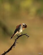09-IMG_8785-20.jpg