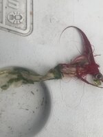 IMG_1101.jpeg