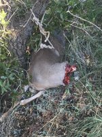 IMG_1420.jpeg