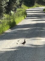 IMG_9239.jpeg