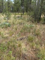 IMG_2829.jpeg