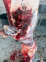IMG_1616.jpeg