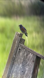 IMG_3755.jpeg