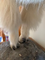 IMG_2376.jpeg