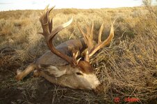 thumbnail_desertbuck 011.jpg