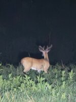 IMG_4218.jpeg