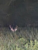 IMG_4219.jpeg