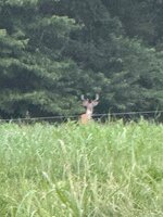 IMG_4215.jpeg