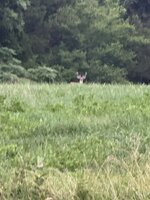 IMG_4216.jpeg
