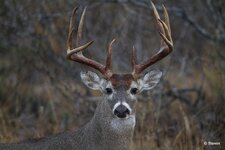 15-IMG_6028X-Standard.JPG