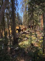 IMG_0336.jpeg
